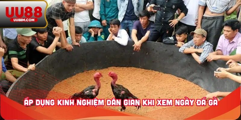 Xem Ngày Đá Gà - Bí Quyết Giúp Kê Thủ Nâng Cao Chiến Thắng 4 Áp dụng kinh nghiệm dân gian khi xem ngày đá gà