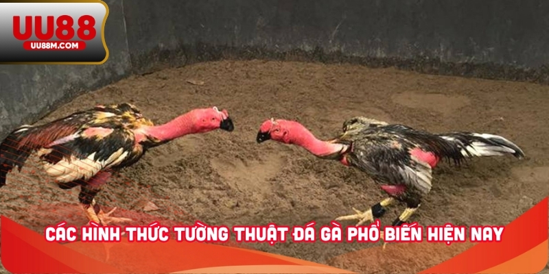 Tường Thuật Đá Gà - Kênh Theo Dõi Chiến Kê Tiện Lợi, Rõ Nét 2 Các hình thức tường thuật đá gà phổ biến hiện nay