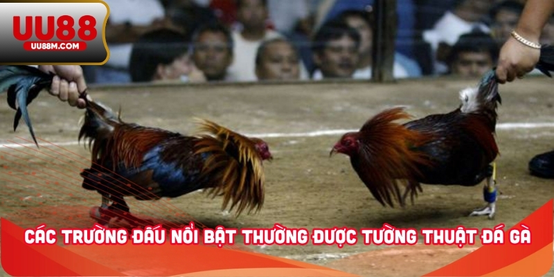 Tường Thuật Đá Gà - Kênh Theo Dõi Chiến Kê Tiện Lợi, Rõ Nét 3 Các trường đấu nổi bật thường được tường thuật đá gà