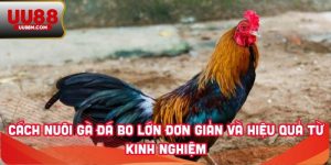 Cách Nuôi Gà Đá Bo Lớn Đơn Giản Và Hiệu Quả Từ Kinh Nghiệm