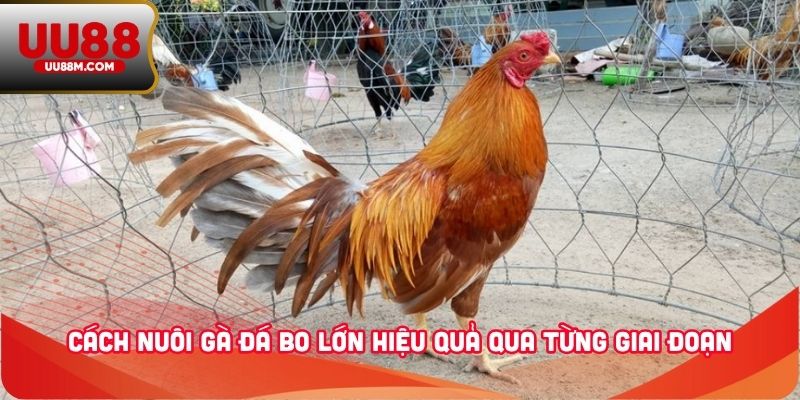 Cách Nuôi Gà Đá Bo Lớn Đơn Giản Và Hiệu Quả Từ Kinh Nghiệm 2 Cách nuôi gà đá bo lớn hiệu quả qua từng giai đoạn