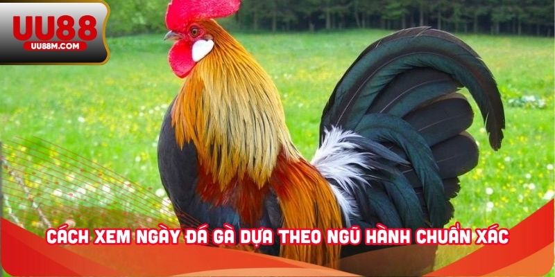 Xem Ngày Đá Gà - Bí Quyết Giúp Kê Thủ Nâng Cao Chiến Thắng 2 Cách xem ngày đá gà dựa theo ngũ hành chuẩn xác
