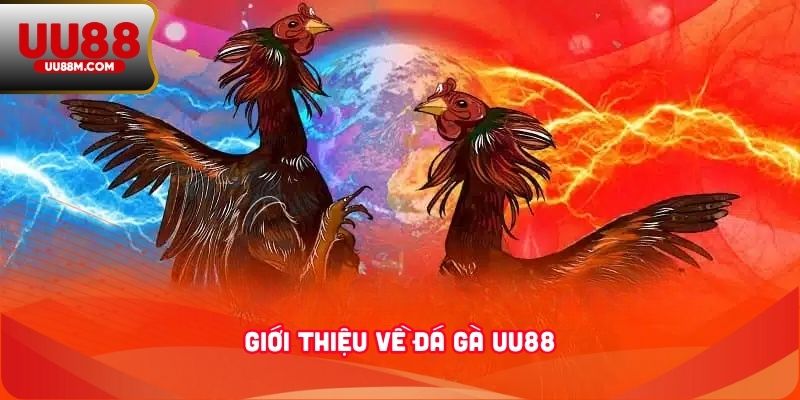 Đá Gà UU88 2 Giới thiệu về đá gà UU88