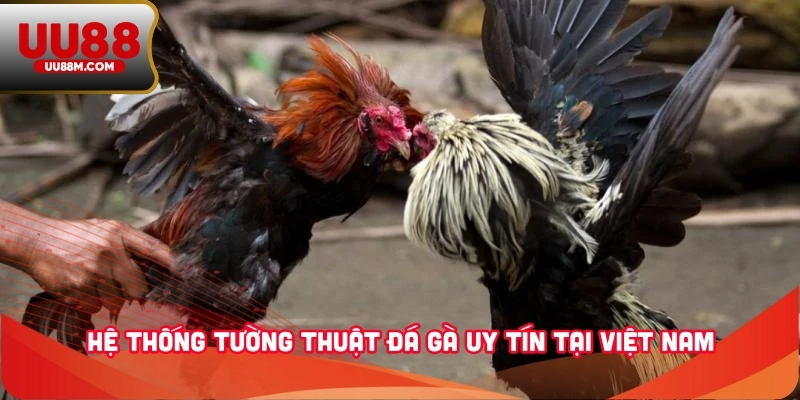 Tường Thuật Đá Gà - Kênh Theo Dõi Chiến Kê Tiện Lợi, Rõ Nét 4 Hệ thống tường thuật đá gà uy tín tại Việt Nam