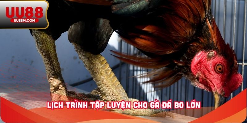 Cách Nuôi Gà Đá Bo Lớn Đơn Giản Và Hiệu Quả Từ Kinh Nghiệm 3 Lịch trình tập luyện cho gà đá bo lớn