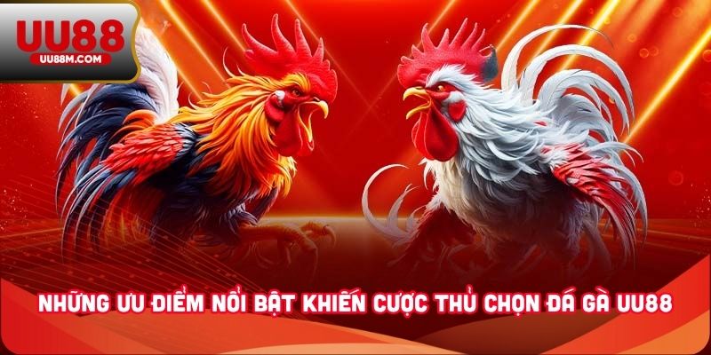 Đá Gà UU88 3 Những ưu điểm nổi bật khiến cược thủ chọn đá gà UU88