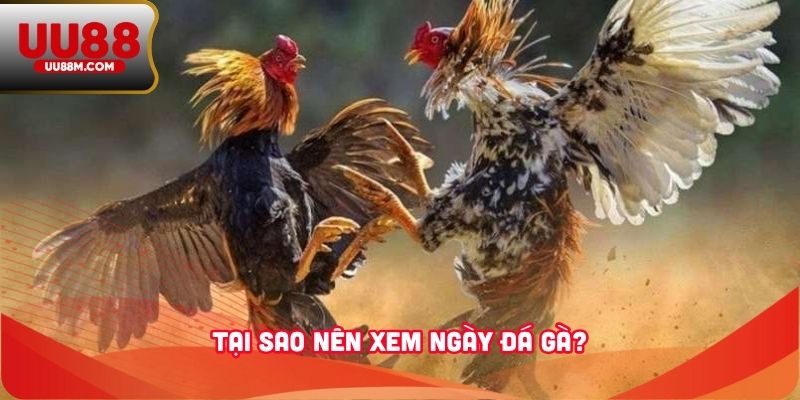 Xem Ngày Đá Gà - Bí Quyết Giúp Kê Thủ Nâng Cao Chiến Thắng 1 Tại sao nên xem ngày đá gà?
