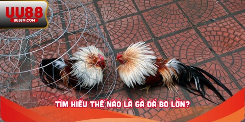 Cách Nuôi Gà Đá Bo Lớn Đơn Giản Và Hiệu Quả Từ Kinh Nghiệm 1 Tìm hiểu thế nào là gà đá bo lớn?