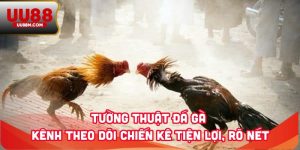 Tường Thuật Đá Gà - Kênh Theo Dõi Chiến Kê Tiện Lợi, Rõ Nét