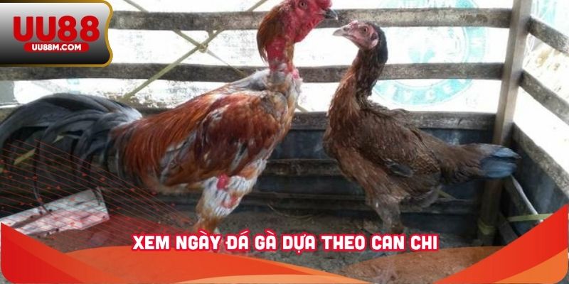 Xem Ngày Đá Gà - Bí Quyết Giúp Kê Thủ Nâng Cao Chiến Thắng 3 Xem ngày đá gà dựa theo can chi